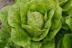 Romaine Blonde Maraîchère (v.a. 1850)